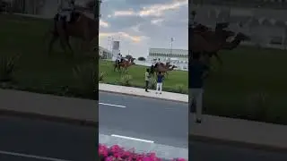 Qatari Camel Rider's #qatar national day #dohacorniche #camels parade #shortsvideo #beautiful