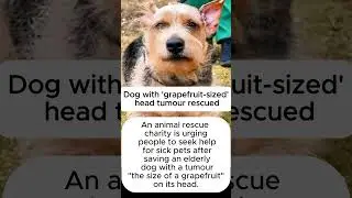 Dog with 'grapefruit-sized' head tumour rescued