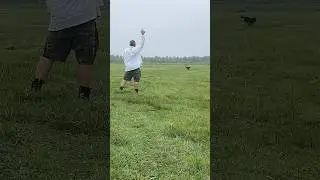 SCOTER: #dogtraining #gundog #gundogtraining #retreiver #pitbosswaterfowl #duckdog