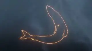 Evolution of Whales