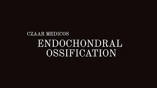 Endochondral Ossification