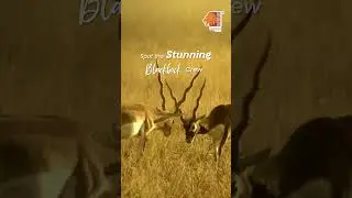 Discover the Wildlife of Gujarat | Velavadar National Park | Gujarat Tourism