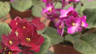 African Violet care tips and easy blooming houseplants for every home | Gardening with Gutner