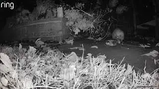Hedgehog doing a great job collecting leaves for bedding