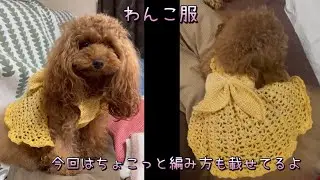 わんこ服/素人の編み方公開/大目に見てね#kawaii #トイプードル #編み物#かぎ針編み #わんこ服