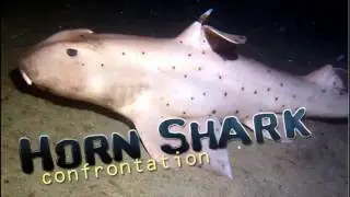 Horn Shark confrontation