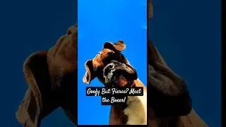 Boxer Dogs: The Goofy Guardians You Never Knew You Needed! #boxerdog #funnydogs #dog #dogs #funny