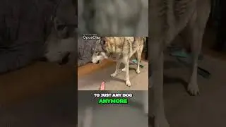 Meet a Wolfdog Pack and Some Intelligent Wolfdogs short version