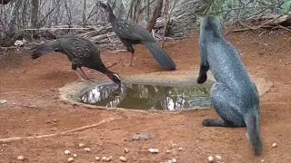 VEJA QUE FELINO LINDO.... SERTÃO DA BAHIA.
