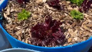 Garden Update May 10 & Mulching the Orchard