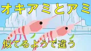 【オキアミとアミ】釣りエサの超定番ですが意外と知らないかも