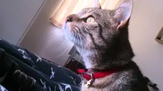 Pixie bob cat Yorkey chirp & trance