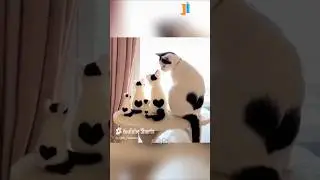 Animal Fundub Part 91 🤣🤣 | Malayalam Fundub | &copy;Ji Talkz | Jijith Elamadu #malayalamfundub #shorts