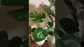 MY INDOOR MONSTERA AND PRAYER PLANT/the leaves look so shiny and healthy/happy planting//Aqua27