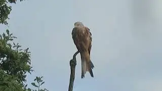 Red Kite (Bird Of Prey) on his lookout post in a tree.  🌳🦅