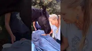 Healingwithhorses - Noordhoek, Cape Town