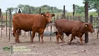 Lot 31 | GDH22-619 | Droughtmaster 3-in-1