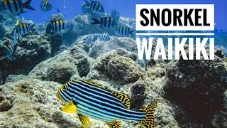 Snorkeling WAIKIKI Pier Hawaii