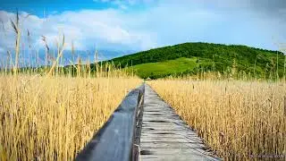 Tranquil Oasis: Serene Nature Sounds - Auditory Escape for Relaxation, Sleep or Study
