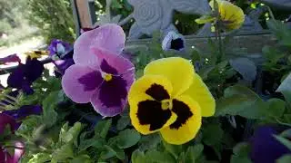 Annual Plants for Winter Color, December 2025