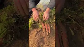 Carrot Harvesting by Hand | Traditional Pulling Process