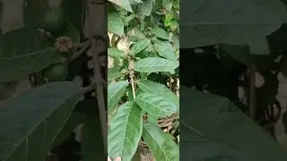 || Chini aro ni goyam bufang chikon no thainai jat|| Bensee Debbarma 🦋