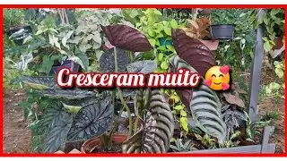 RETROSPECTIVA DE LINDAS PLANTAS CULTIVADAS NO MEU VIVEIRO 😍🤗