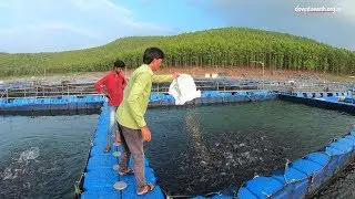 How fish farming transformed lives of dam displaced people in Jharkhand