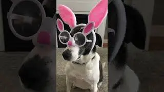 🐇🐰 HAPPY EASTER 🐰🐇 BUNNY EARS