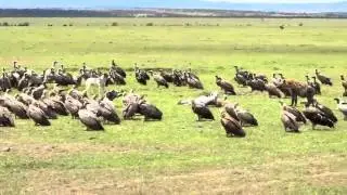 Dog vs Hyenas and Vultures in the Maasai Mara