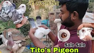 Tito's pigeon @Titospigeon ## Kaldoma # Dasu## Napta ## Lal jira ## Sale Sale # একদম কম দাম ##