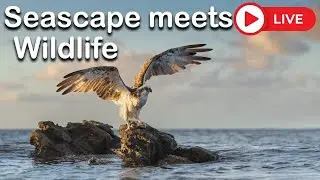 Seascape meets Wildlife - LIVE