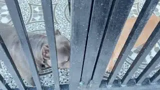 American bulldog friendly fight