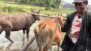 PAK USMAN DENGAN SEMANGAT KERJAKAN LAHAN #salamsatusingkal 