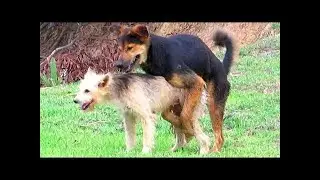 German Shepherd Mix Vs Berger Picard Near Pigs Farm In Village | Dogs Meeting In Raining Season