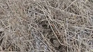 Посевная 2026 началась. No-till 24.01.2026