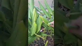 CASAVA AND TURMERIC PLANTS ARE GROWING STRONG IN THE SOIL.@wanderingigorotavlog2797  is live