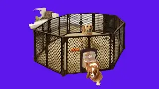 Before You Buy North States Mypet Petyard Passage: 4, 6 or 8 panel pet enclosure