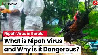 Nipah Virus: What Is It and Why Is It Dangerous? | Nipah Virus Symptoms | Explained