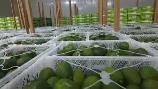 Our avocado, grown in Tanzania with love ❤️