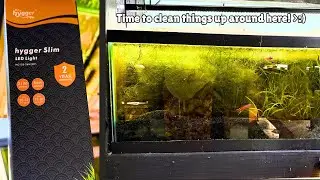 Rescaping my Oldest 20L with the hygger HG128 Slim LED Light + New video Out By the Time We Live??