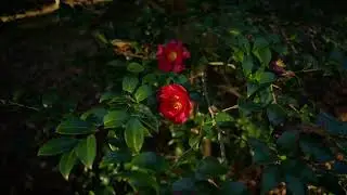 ZR　AFsNIKKOR 58mm f1.4    RED Raw   davinci resolve    japan 　First time using RED Raw fusaph