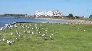 .034 Birds on the Cape Fear River at Southport NC - Coastal NC Homes