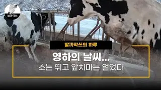 [발까악쓰의 하루]영하의 날씨...소는 뛰고 앞치마는 얼었다