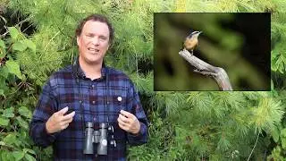 Birding Basics with Birds Canada: How to 