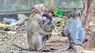 Baby monkey Emilo really loves pigtail monkeys as they now hug monkey Marica.