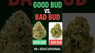 Good Bud vs Bad Bud &ndash; The Signs You NEED to Know