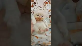 Persian Peke Face And Extreme punch face Cats And Kitten Vlog #persiancatgujranwala