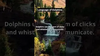Dolphin Dialogues: Language of the Seas 🐬