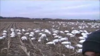 Pa Snow Goose Hunt